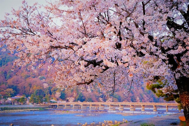 【泉州地区発】 大阪・京都　２都桜めぐり　日帰り2