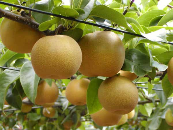 【千葉県内発】 初秋のフルーツ「ぶどう」「梨」大収穫祭ミステリー 甘い！ねっとり！TVで話題沸騰「行列の焼き芋専門店」でさつまいも詰め放題　日帰り2