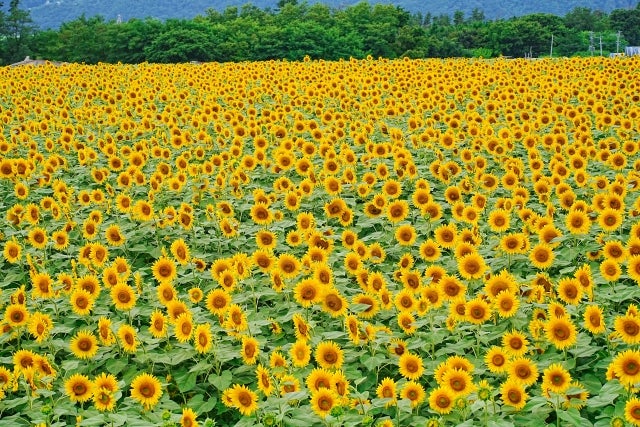 【松戸・青戸発】夏を満喫！山梨 明野サンフラワーフェス＆桔梗信玄餅詰め放題♪＜コースNo.26-1050-D＞（京成トラベル）1
