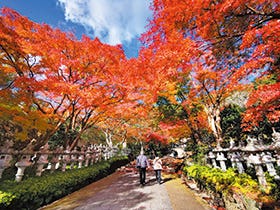 姫路・加古川 発 大阪紅葉めぐりとランチバイキング