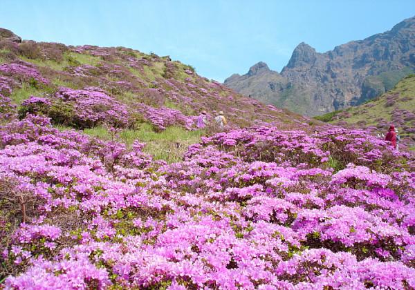 【北九州地区発着】仙酔峡ミヤマキリシマと波野スズラン公園とはな阿蘇美ローズガーデン1