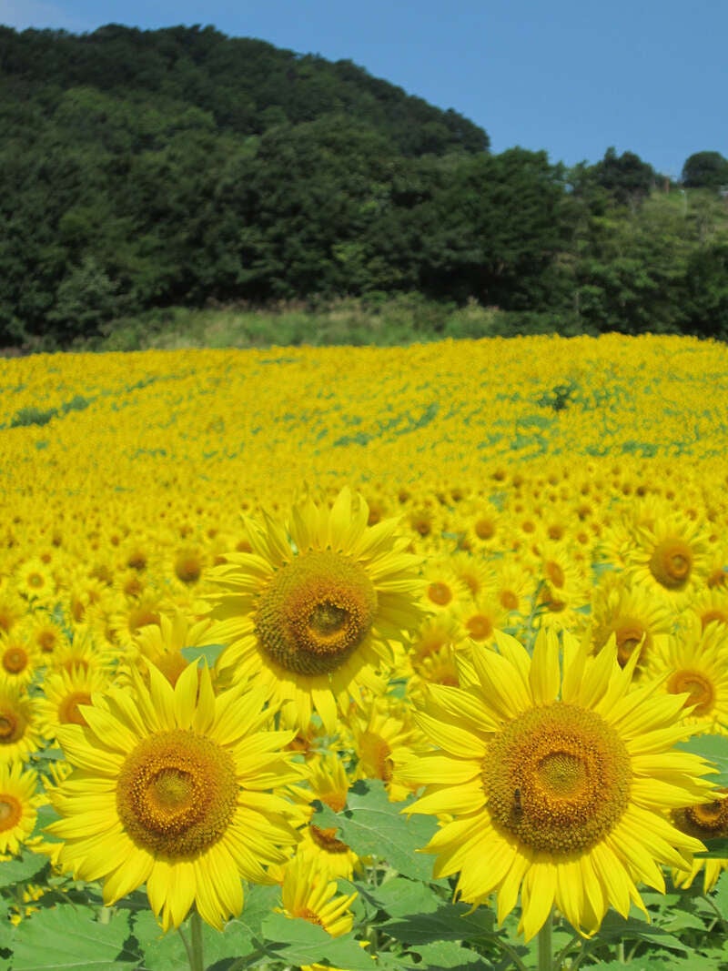【山形県内発】 桃1箱お土産付！福を招く黄金桃狩り食べ放題と東北最大級の三ノ倉高原ひまわり畑（日帰り）3