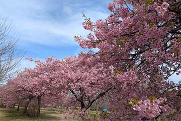【安心のトイレ付バス利用確約コース🚌「鹿島神宮」「香取神宮」「息栖神社」を参拝！/新宿・池袋発】関東屈指の強力なパワースポット 桜の絶景×東国三社めぐり3