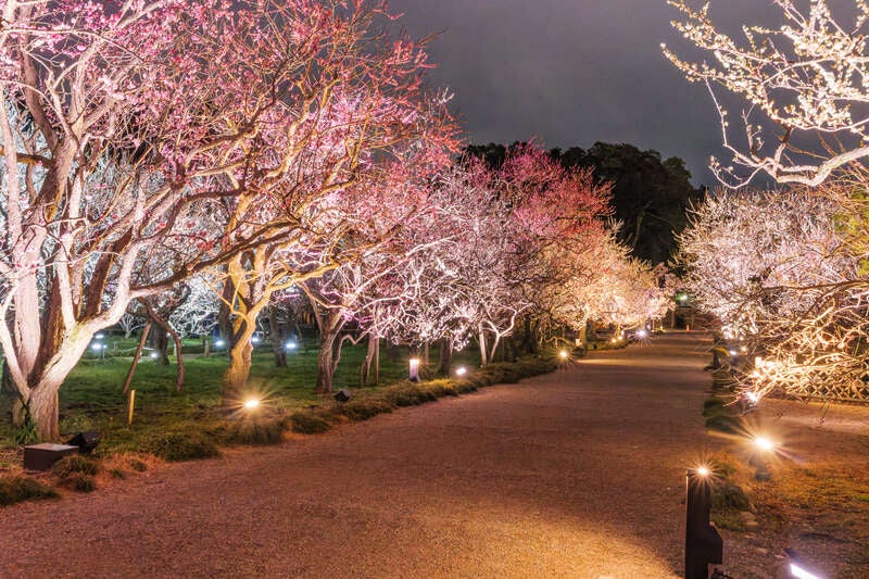 【岩手県内発】 水戸偕楽園ライトアップ「偕楽園 UME The Lights　2027」と那珂湊　2日間2