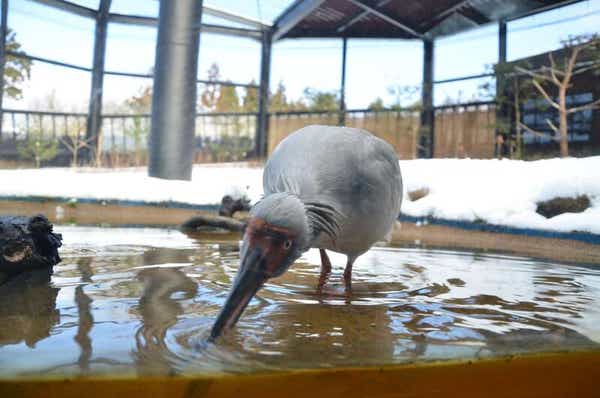 【群馬県内発】 佐渡島内で2泊とも温泉宿に宿泊! 世界遺産登録「佐渡島金山」と海鮮グルメ・絶景に酔いしれる3日間3