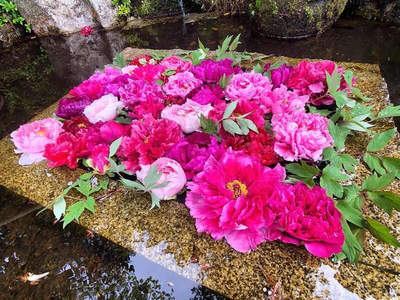 【福井県内発】 荘川桜と桂昌寺ぼたんまつりと郡上八幡散策2