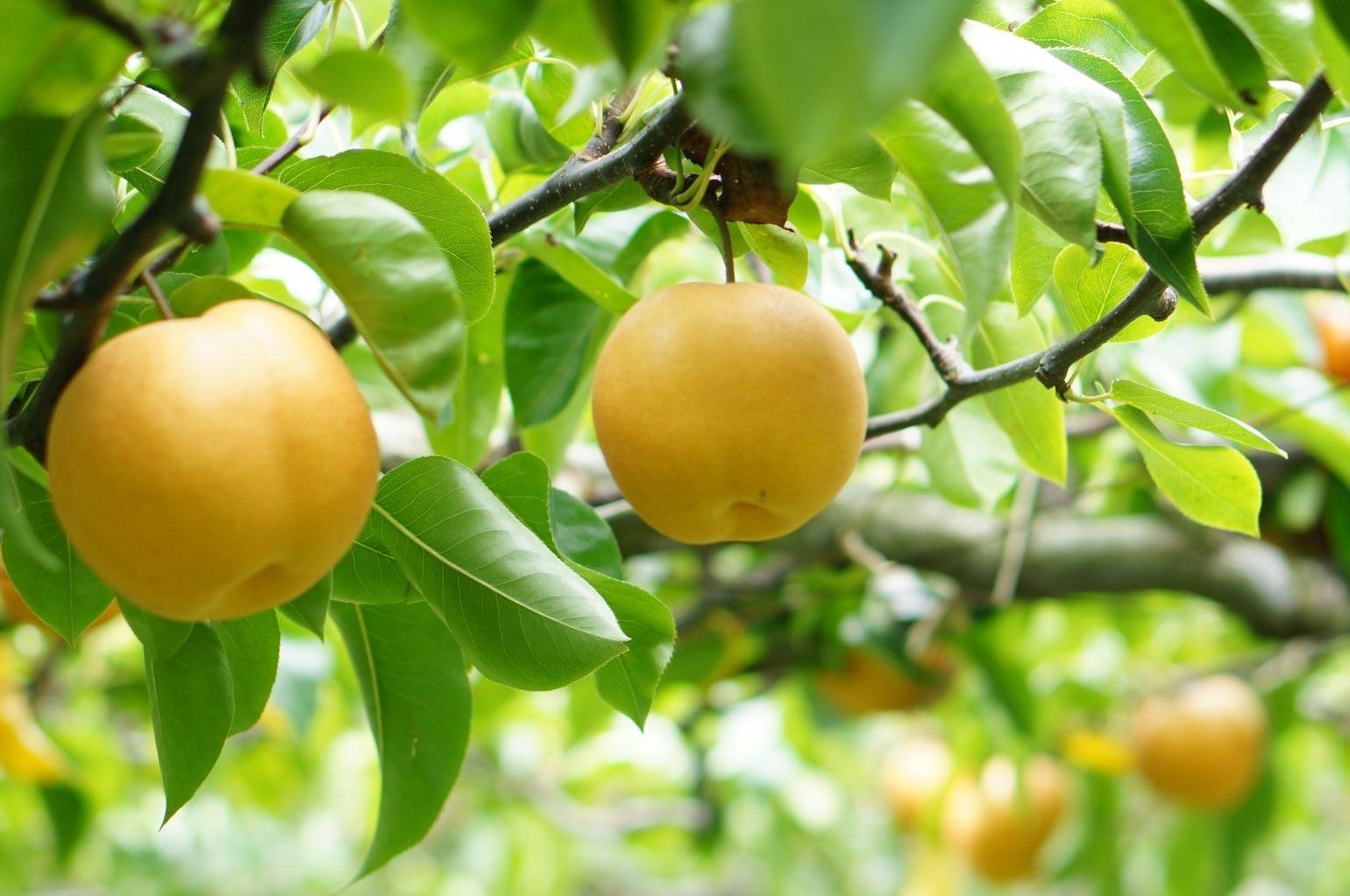 『秋の茨城大収穫 梨狩り・ブドウ狩り食べ放題と栗拾い マグロ・エビ含む海鮮丼の昼食』【溝の口 出発】2