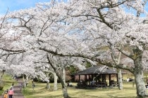 【,木曽川・一宮発】＊１泊３食付＊伊豆の花の名所　『熱海梅園・河津桜・さくらの里と南伊豆・下田温泉』3