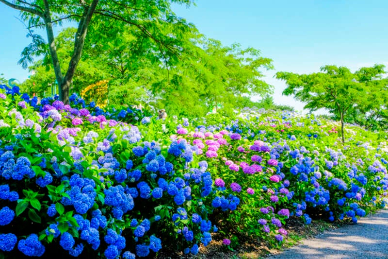 【神奈川県内・町田発】 群馬『さくらんぼ狩り』園内食べ放題　約16,000株の紫陽花『荻窪公園あじさいの丘』＆地元市場でふるまい2