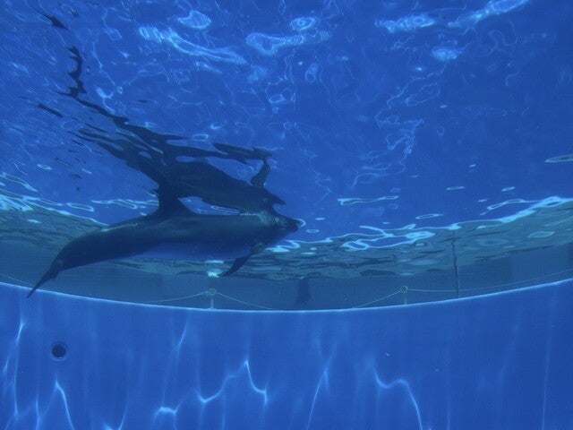 ■【博多発着】食べて歩いて佐世保発見！九十九島の絶景へ 佐世保癒しのバスツアー1