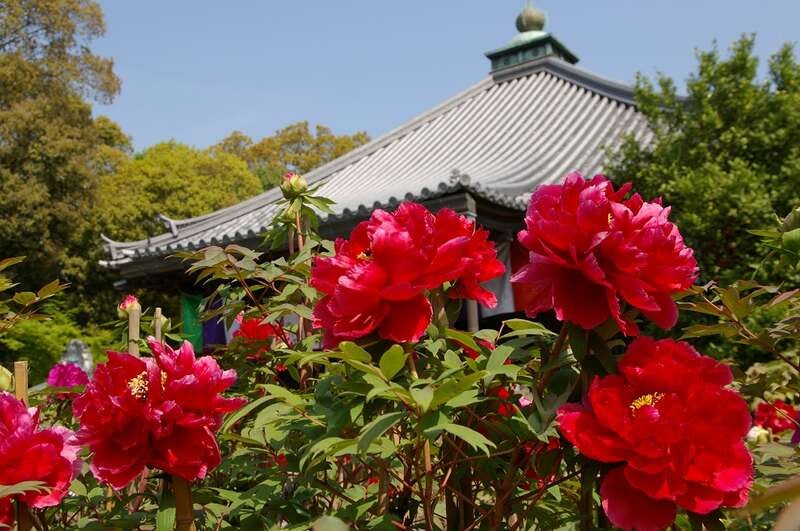 【島根県・鳥取県米子市発】 関西５つの花めぐり ２日間3