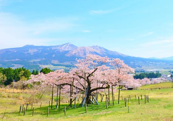 【北九州地区発着】観音桜と南阿蘇桜公園と高森峠の千本桜と豊肥線3段式スイッチバック列車の旅1
