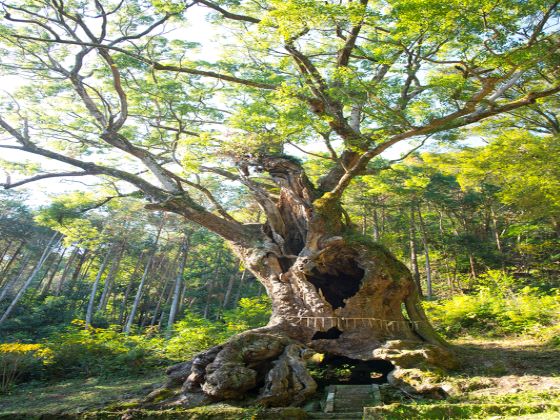 【バスハイク／天神発着／添乗員同行】 パワーチャージ！有明海を望む鹿島で牡蠣食べ放題！ 肥前浜宿の酒蔵で生酒のテイスティング♪ エネルギーを感じる武雄の大楠2