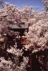 【秋田空港発】 高遠城址コヒガン桜と日本三大美祭“春の高山祭 美人の湯として知られる下呂温泉 未来往生を願う善光寺参拝3日間