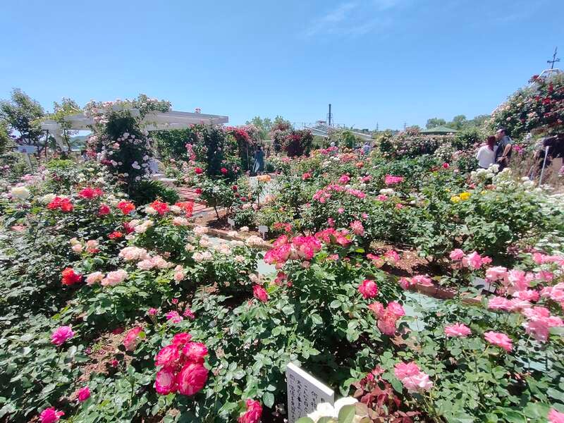 松茸料理＆紅ずわい蟹足食べ放題！姫路ばら園とたじま高原植物園　日帰り3
