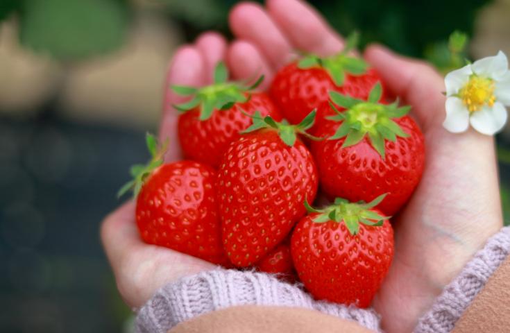 【早割30】[新宿発]なんと！ずわい蟹＆A5ランク神戸牛しゃぶしゃぶ食べ放題!!さらにいちご狩りも食べ放題♪大空を舞うスカイランタン®やアイスキャンドルが広がる幻想的な光景を鑑賞等、お腹も心も大満足の日帰りバスツアー！3