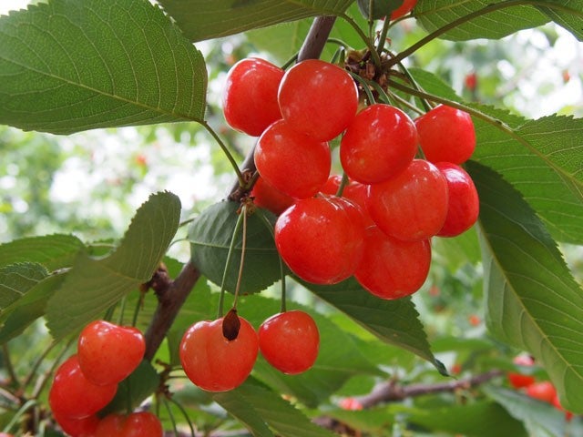 ■＜東京駅発＞【山梨】バラと初夏の花咲くハイジの村！スイス＆甲州郷土料理ビュッフェに桔梗信玄餅詰め放題♪さくらんぼ狩り園内食べ放題！1