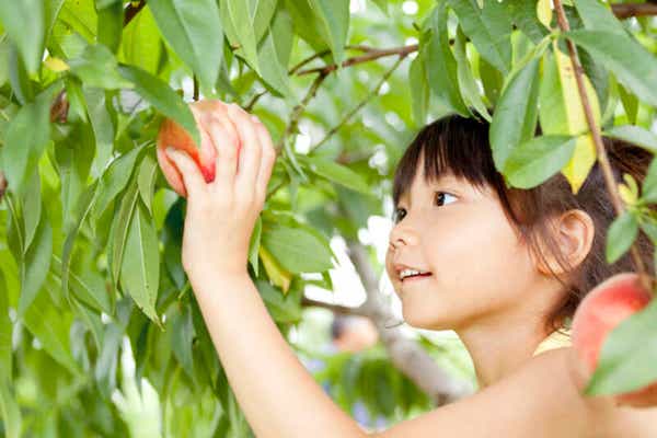 【栃木県内発】 山梨ダブル狩り！ 巨峰狩り園内食べ放題・桃狩り２個お土産 さらに２つのお楽しみ体験！ハーバリウム作り＆クロワッサン詰め放題 　日帰り2