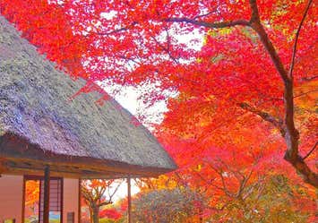 名勝九年庵 秋の一般公開と孔子の里紅葉めぐりと佐賀牛 うなぎ 海鮮 3つの山海味覚丼食べ比べ