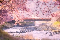 【和洋スーペリア源泉オーシャンビュー露天風呂】〔遊山〕一足早い春の彩り「河津桜まつり」と「伊豆リトリート 熱川粋光 by 温故知新」2
