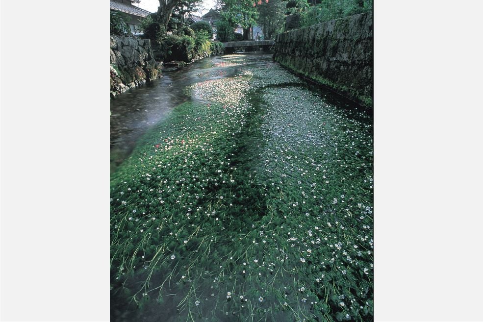 ＜滋賀＞旬の美食に舌鼓！鮎茶屋かわせで食す鮎料理と梅花藻ご観賞　北近江長浜「大河ドラマ館」へもご案内【明石･西神中央･緑が丘出発】2
