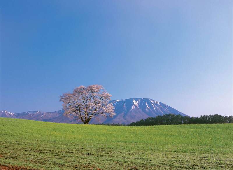 【伊丹空港発着】 みちのく15景　さくら街道　4日間2