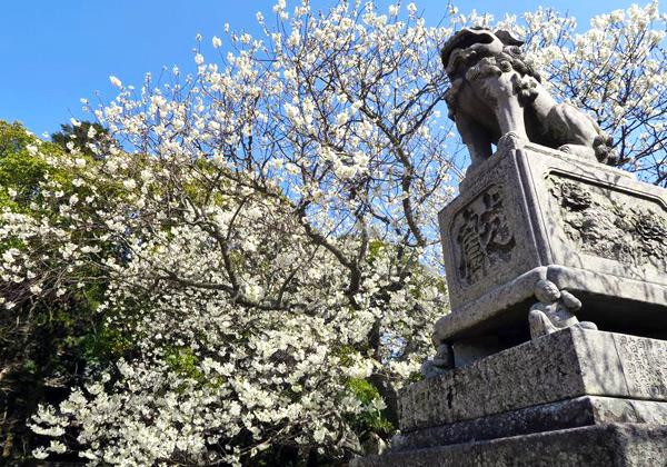 長州海鮮雲丹しゃぶ会席と萩城跡指月公園ミドリヨシノ一本桜3