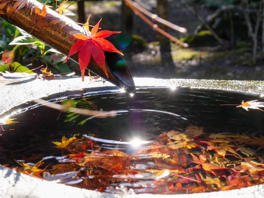 茨城県の紅葉名所巡り 名刹「最勝寺」で疲れた心をリラックス2
