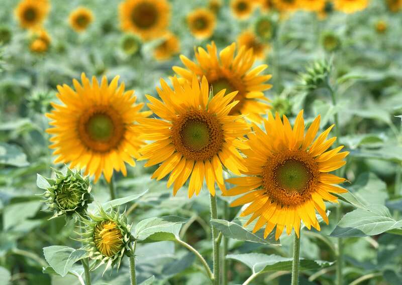 【栃木県内発】 読売特製化粧箱入白桃２箱付！　甲州白桃狩り園内食べ放題 夏の風薫る庭園に咲く大輪のひまわり　日帰り3