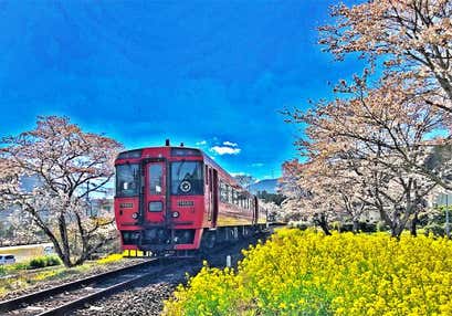 桜の駅から桜の駅まで久大本線ローカル列車と大分川さくら菜の花さんぽとゆふいん山水館ランチバイキング