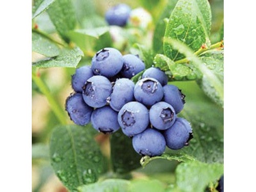 【名古屋・一社発】人気の佐藤錦を含む！さくらんぼ＆ブルーベリーＷ狩り食べ放題と3種のしゃぶしゃぶ御膳2