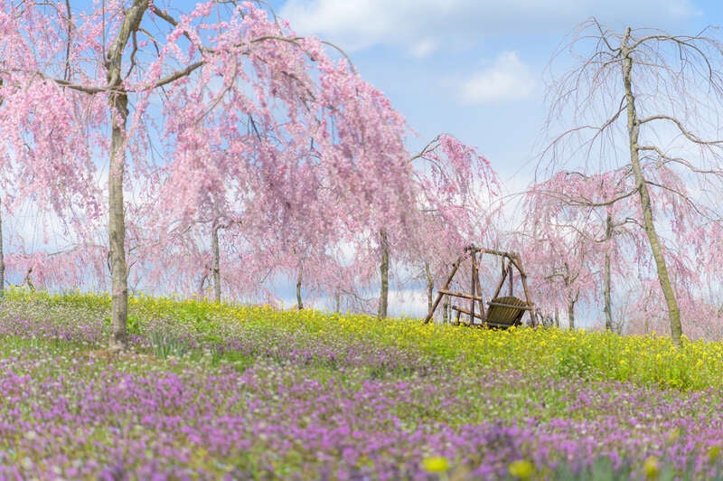 【JR広島駅発】～春色の絶景！世羅桜めぐり～「世羅甲山ふれあいの里」と「世羅高原農場」　日帰り2