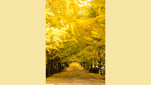 ＜Web割対象商品＞【キングツアーバス旅】花火×紅葉♪黄金のトンネル 国営昭和記念公園イチョウ並木＆秋の夜空を彩る秋川流域花火大会【有料観覧席付(イス席)】〔新宿・調布発〕2