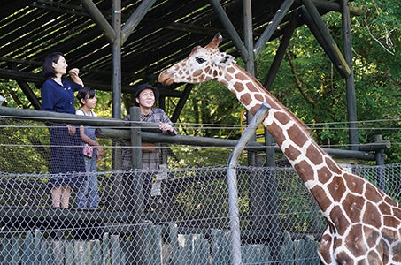 新宿発 動物に近すぎてびっくり!?富士サファリパーク・ウォーキングサファリ（ライオンのエサあげ付）御殿場プレミアムアウトレット 日帰り　たくさんの動物が暮らす富士サファリパークで、ウォーキングサファリ体験！1