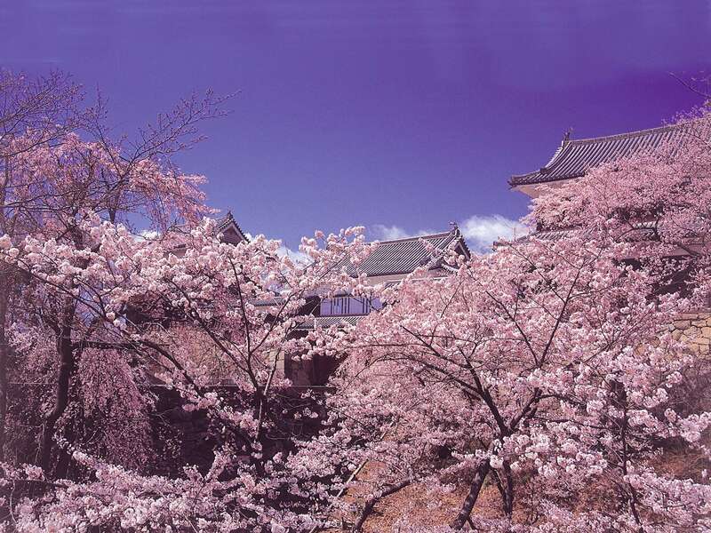 【秋田駅発】 長野ぐるっと大周遊　桜の名所を訪ねて　【天下第一高遠城址公園】　【小諸懐古園】【上田城跡公園】【松本城公園】と小布施　善光寺３日間3