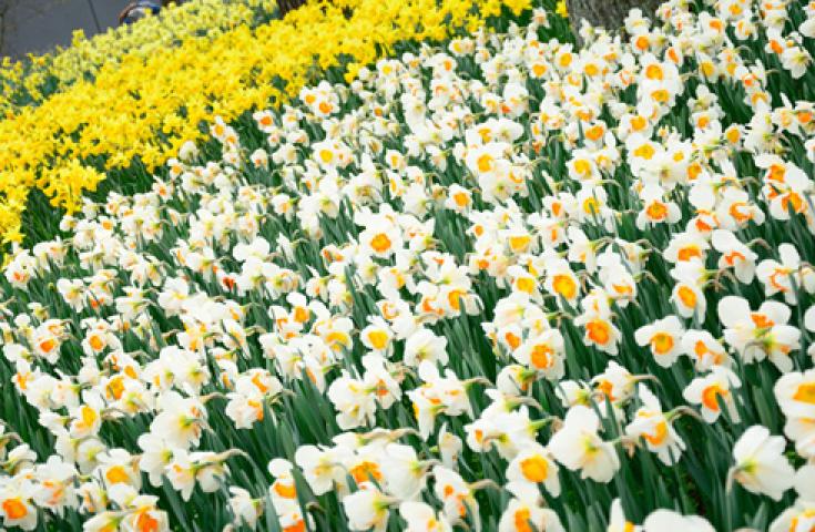 [横浜発]≪VIPダブル花三昧≫一面、青の絨毯！ひたち海浜公園で絶景「ネモフィラ」鑑賞&あしかがフラワーパークでふじのはな物語「大藤まつり」鑑賞3