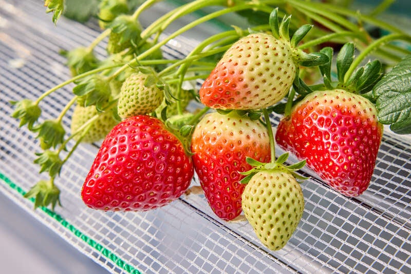 【大阪府内発】 「加西市」滞在型観光バスツアー助成！加西市魅力再発見ツアー！ 「果樹花ふぁーむ」でいちご狩り食べ放題と鶉野飛行場跡「SORAかさい」　日帰り2