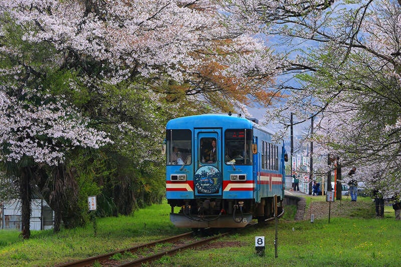 【富山県内発】 【富山県発着】　西美濃　桜めぐり～「樽見鉄道桜のトンネル」「根尾の淡墨桜」・「谷汲山華厳寺の桜の参道」　日帰り～3
