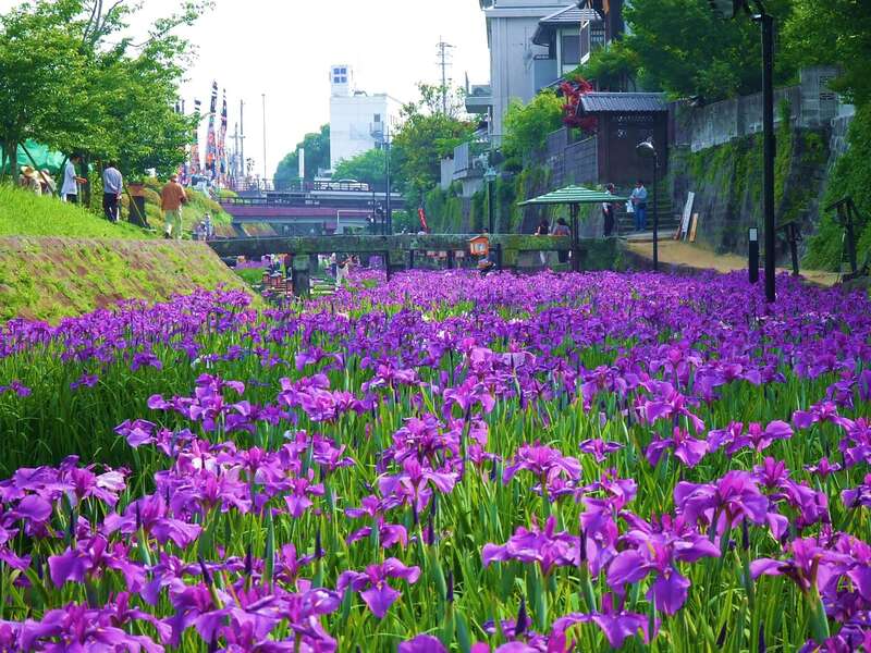 【西鉄久留米・羽犬塚・みやま・高田発】 高瀬裏川花しょうぶ＆阿蘇イングリッシュローズガーデンと阿蘇神社一の宮＆水基めぐり　日帰り3