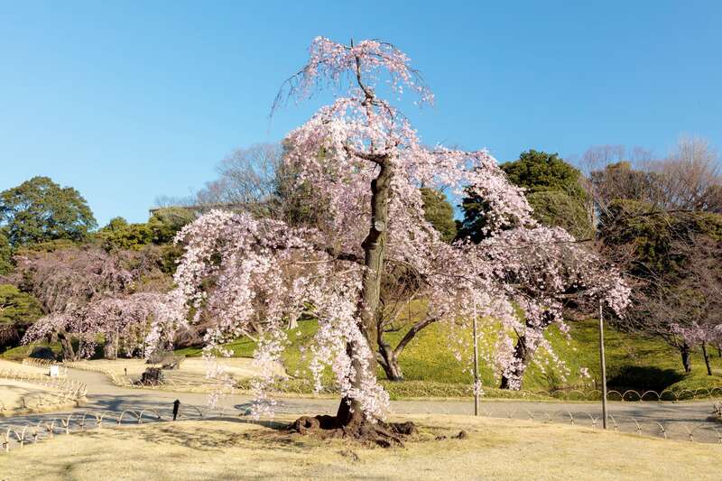 【福井駅発】 【列車＋ホテル】ＪＲで行くはとバス観光ツア－付   桜の名所飛鳥山公園としだれ桜の名園めぐりと東京フリータイム２日間3