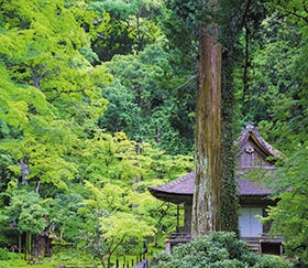 山城国の仏像巡り第6回 大原に佇む仏達