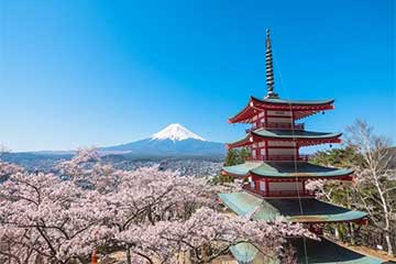 【約５０種の御殿場高原ランチバイキング＆６種の地ビール飲み放題！/新宿発】絶景の富士山🗻と新倉山浅間公園＆約２００本の河口湖さくら回廊🌸1