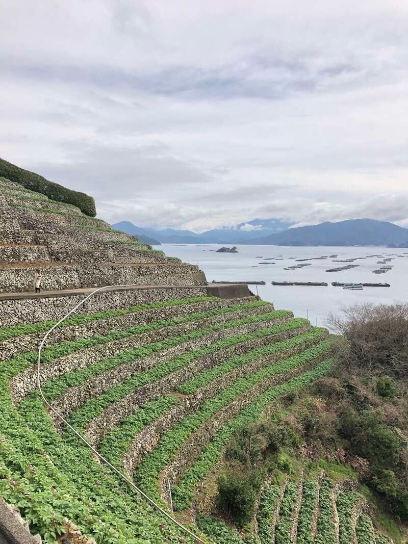 【愛媛県内発】 宇和島伊達家ゆかりの天赦園を彩る「白玉藤」と真鯛料理ビュッフェ　日帰り2