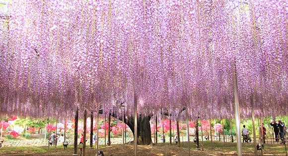 ＜新宿発・西船橋発＞ ＧＷたっぷり２時間滞在！ あしかがフラワーパーク奇蹟の大藤 と 蔵の街とちぎ　～栃木グランドホテル「和洋中30種類の創作バイキング」の昼食付♪～1