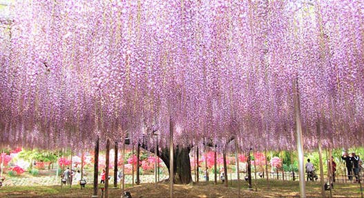 ＜新宿発・西船橋発＞ ＧＷたっぷり２時間滞在！ あしかがフラワーパーク奇蹟の大藤 と 蔵の街とちぎ　～栃木グランドホテル「和洋中30種類の創作バイキング」の昼食付♪～