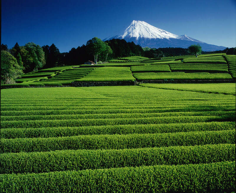 【山口宇部空港発】 静岡・山梨ぐるり周遊　富士山８景めぐり３日間3
