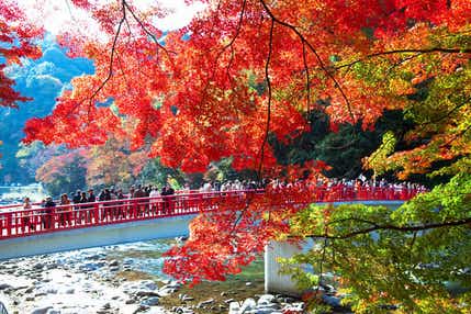 【京滋エリア発】 東海屈指の紅葉名所! 香嵐渓(こうらんけい)と 蒲郡みかん狩り食べ放題・松茸三段せいろ蒸し御膳 日帰り
