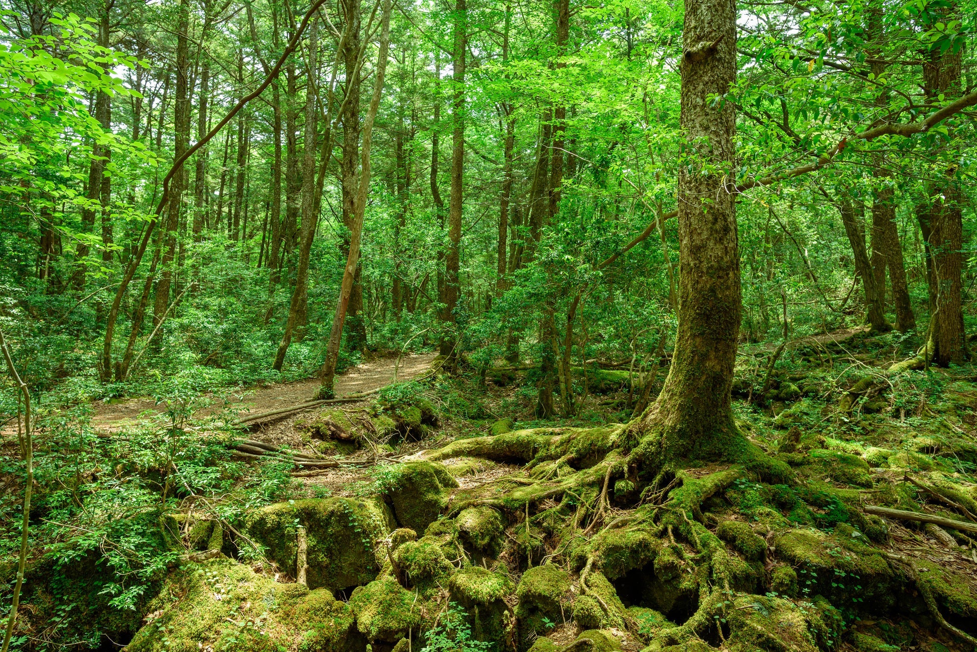 ＜2025年春スタート/富士山すそ野ウォーク＞『第１４回　精進湖民宿村～富岳風穴前』【さいたま新都心出発】1