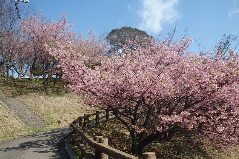 【岡山・倉敷発】 花の三重奏ミステリーツアー～天空のランチビュッフェ～　日帰り3