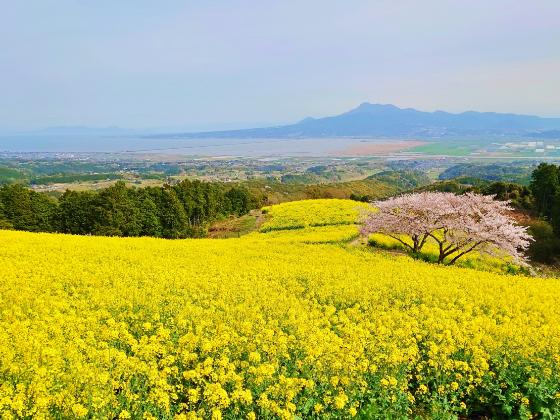 【日帰り／博多発着／添乗員同行】★西九州の海めぐり観光列車★ふたつ星4047乗車の旅 ～春を感じる約10万本の菜の花畑と桜の競演～3
